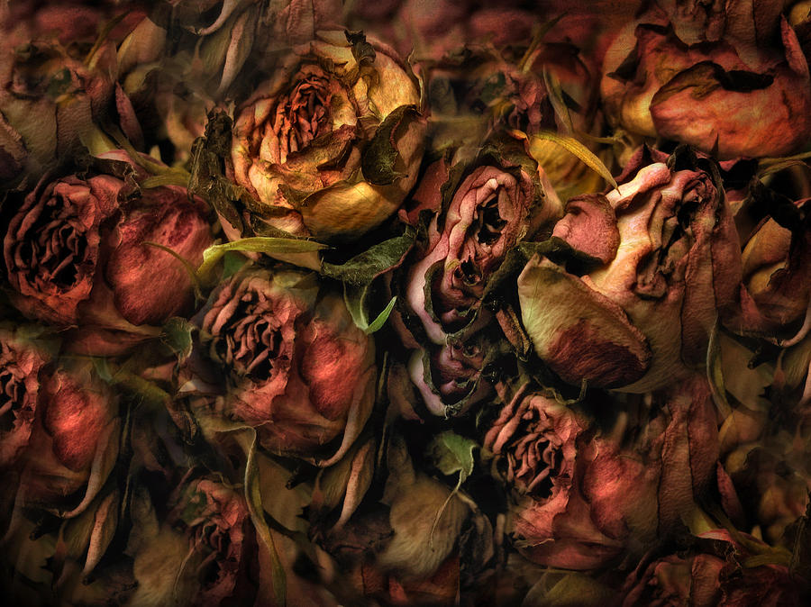 Rose Photograph - Past Their Prime by Jessica Jenney
