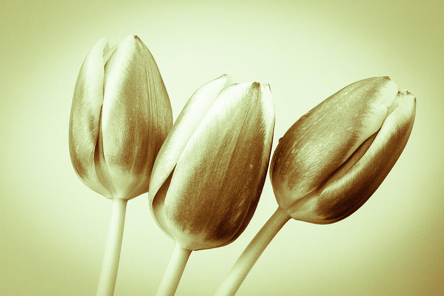 Vintage Tulips Photograph by Tanya C Smith