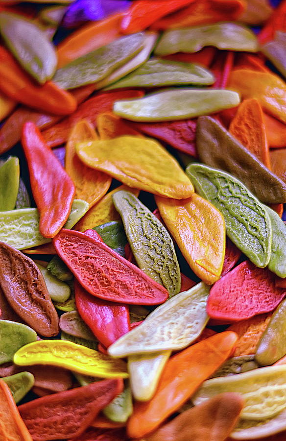 Pasta Shapes Coloured Leaves of Autumn  Photograph by Jeff Townsend