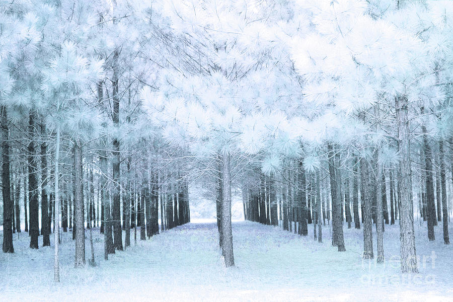 Pastel Baby Blue Nature Trees Woodlands - Baby Boy Pastel Blue Nursery Nature Decor Prints Wall Art Photograph by Kathy Fornal