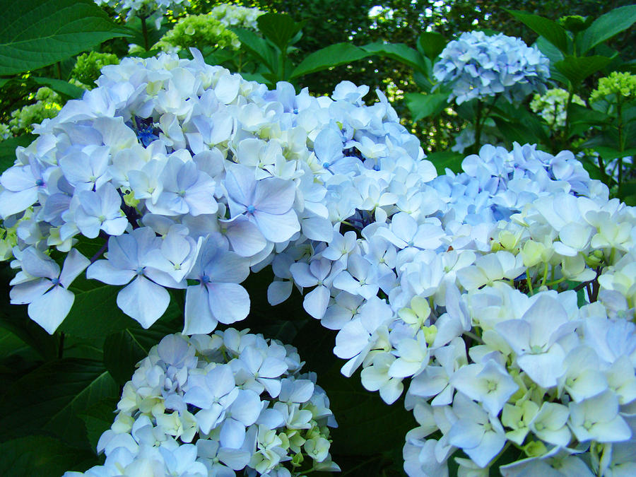 Nature Photograph - Pastel Blue Hydrangea Flowers Green Garden Floral by Patti Baslee