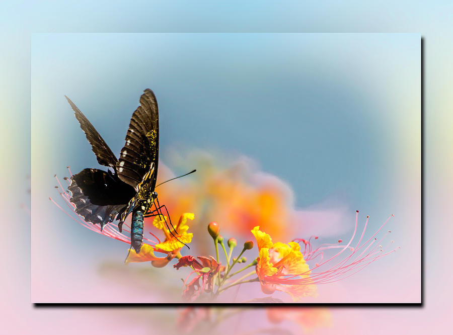 Pastel Butterfly  Photograph by Leticia Latocki