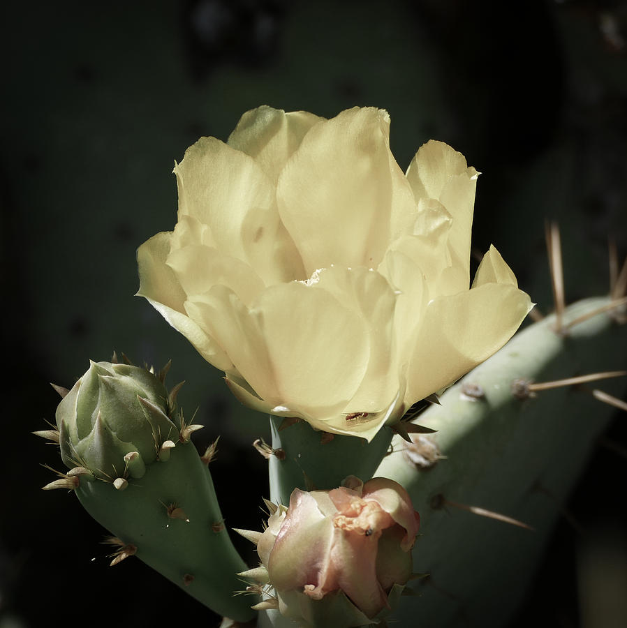 Pastel Cactus Bloom Photograph by Laurel Powell