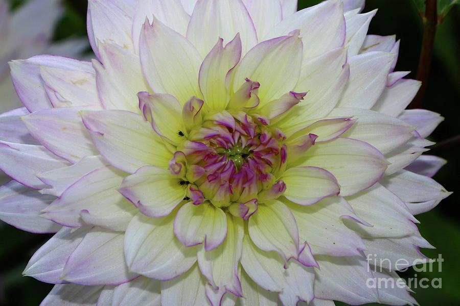 Pastel Colored Dahlia  Photograph by Christiane Schulze Art And Photography