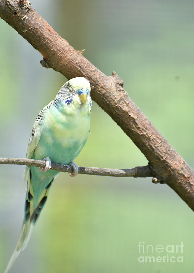 Pastel Common Parakeet Bird on a Tree Branch Photograph by DejaVu Designs