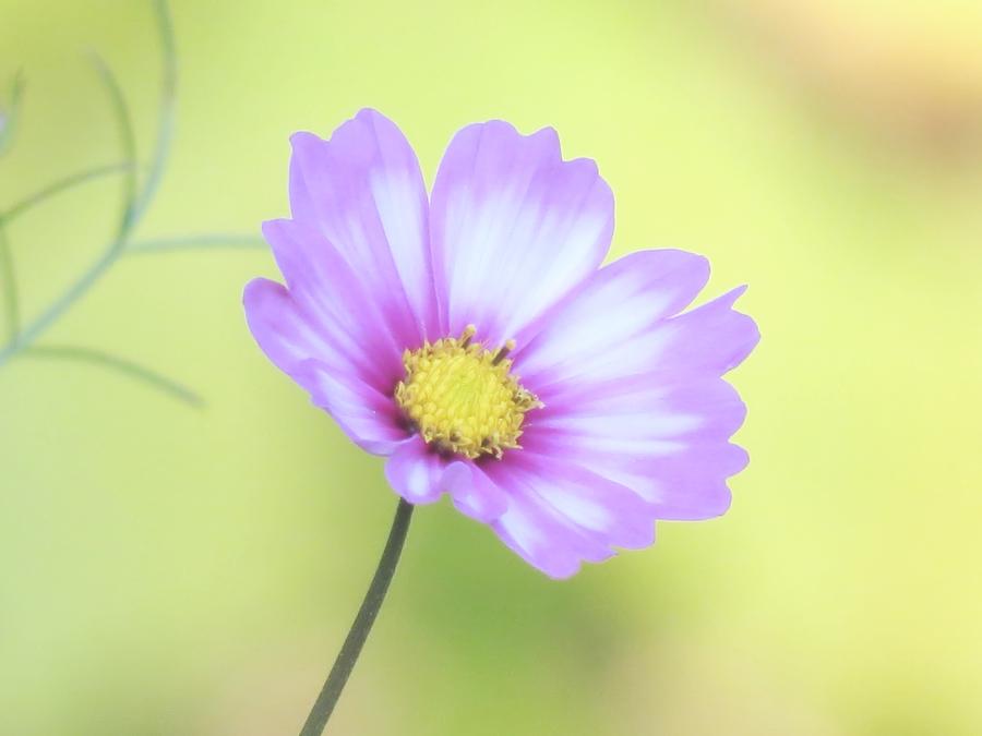 Pastel Cosmos Photograph by MTBobbins Photography