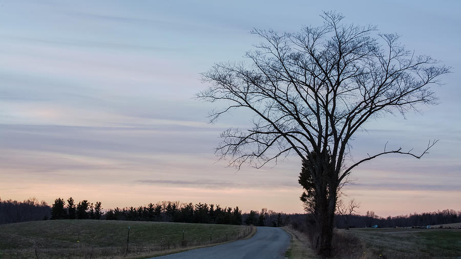 Lone Tree and Pastel Country Sky  Photograph by Holden The Moment