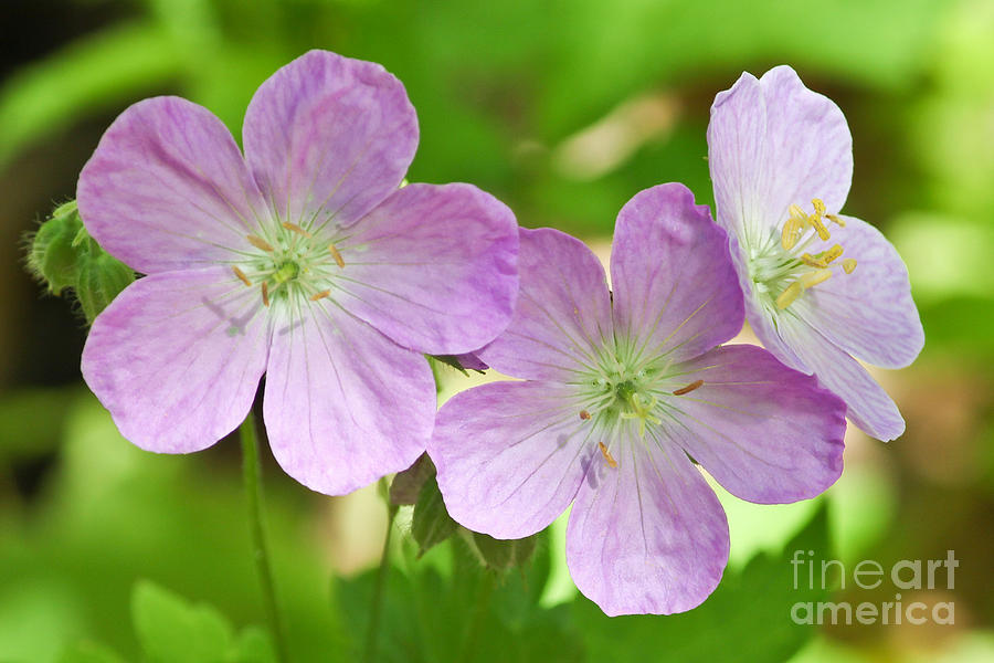 Pastel Floral Delight Photograph by Anita Oakley