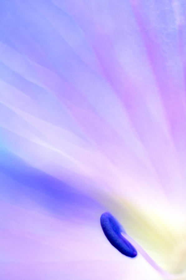 Pastel Flower Detail Photograph