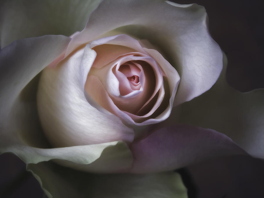 Pastel Flower Rose Closeup Image Photograph by Nadja Drieling - Flower- Garden and Nature Photography - Art Shop