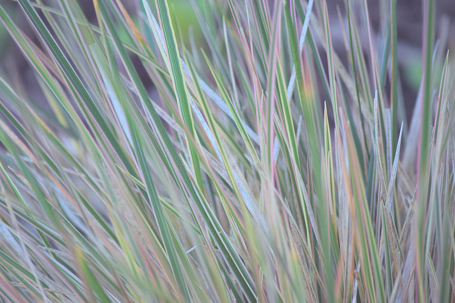 Pastel Grasses Photograph by Bonnie Bruno