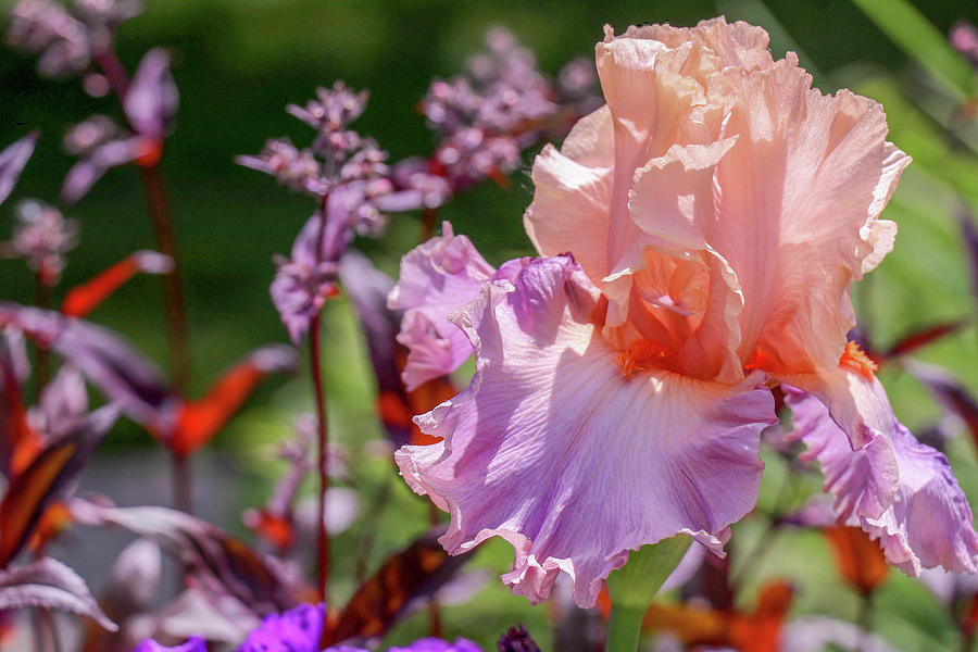 Pastel Iris Photograph