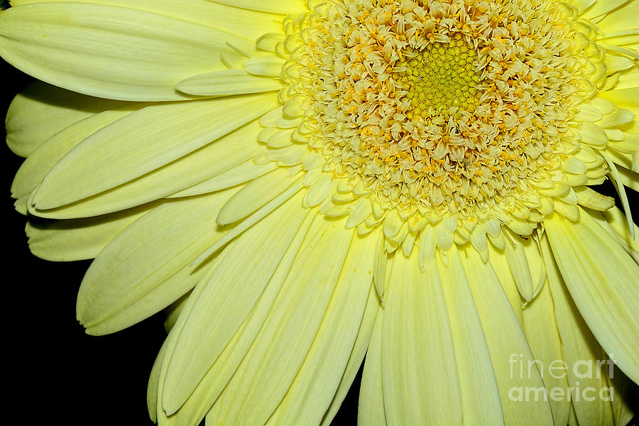 Daisy Photograph - Pastel Lemon Gerbera by Kaye Menner by Kaye Menner