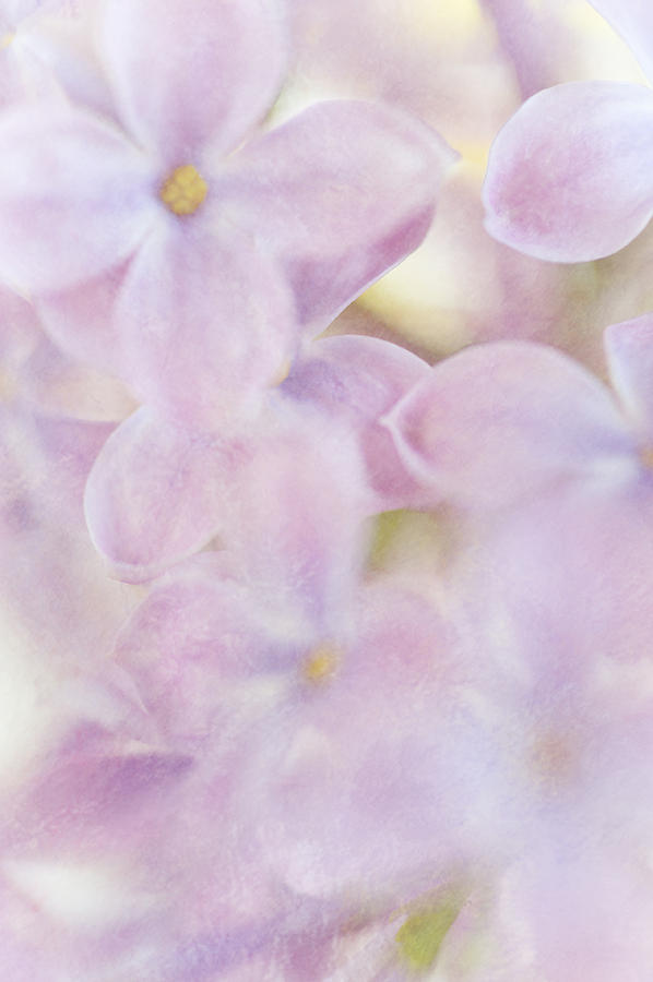 Pastel Lilac Photograph by Jenny Rainbow