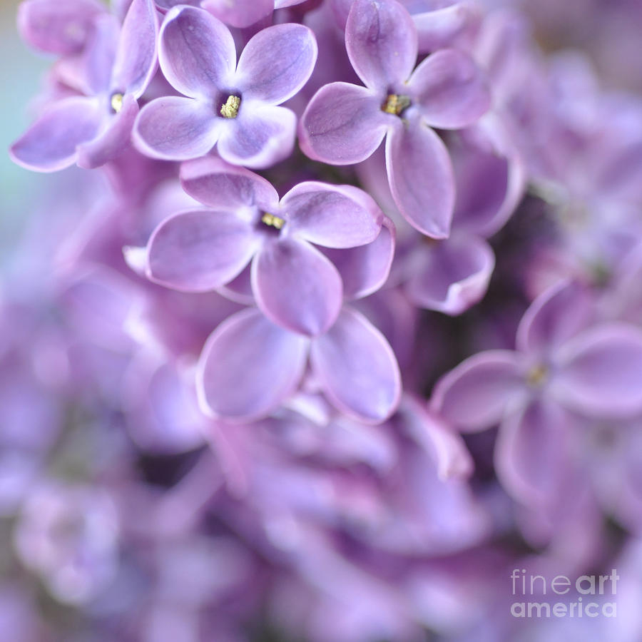Pastel Lilacs Photograph by Lisa Argyropoulos