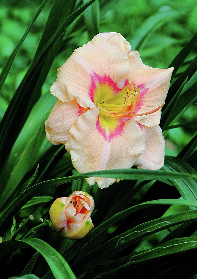 Pastel Lily Photograph by Allen Nice-Webb