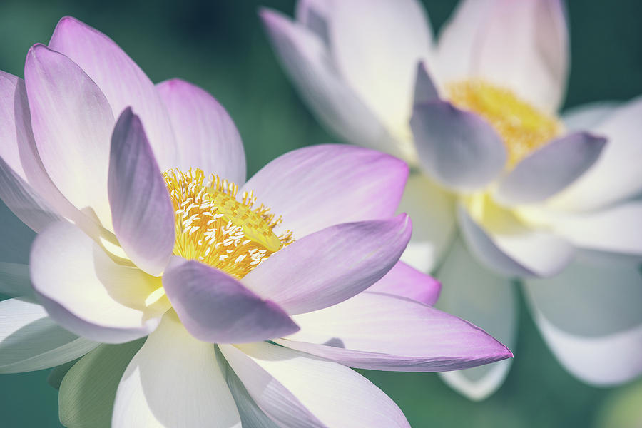 Pastel Lotus Photograph by Jeff Abrahamson
