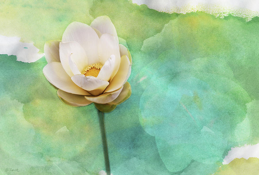 Pastel Lotus Photograph by Shawna Rowe