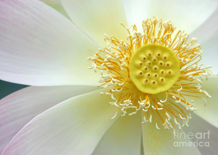 Pastel Lotus too Photograph by Sabrina L Ryan