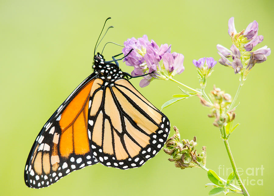 Pastel Monarch Photograph by Cheryl Baxter