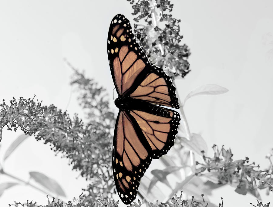 Pastel Monarch On Black And White Photograph by Lara Ellis