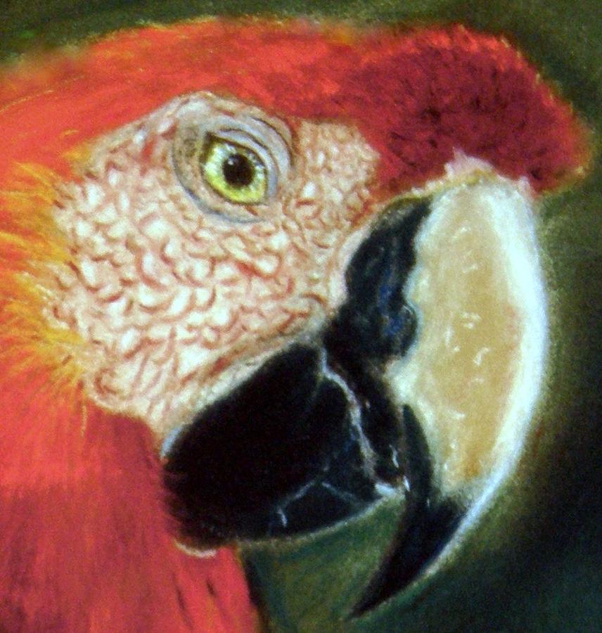 Pastel of Red on the Head  Pastel by Antonia Citrino