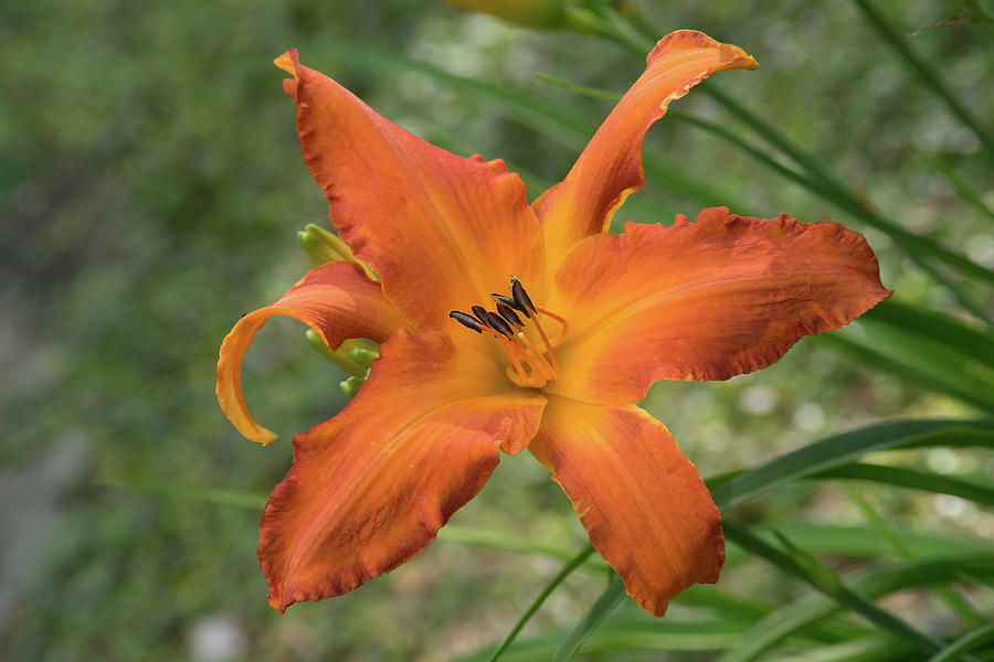Lily Photograph - Pastel Orange Lily by Douglas Barnett