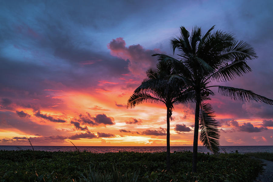 Pastel Palm Sunrise Delray Beach Florida Photograph by Lawrence S Richardson Jr