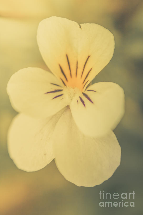 Pastel Pansy Photograph by Jorgo Photography