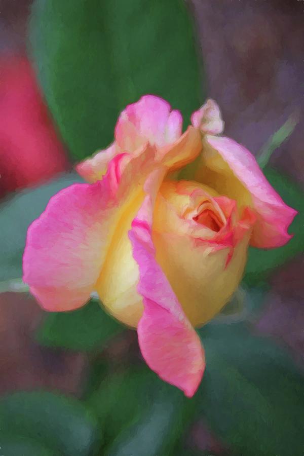 Pastel Peace Rose Photograph by Carol Montoya