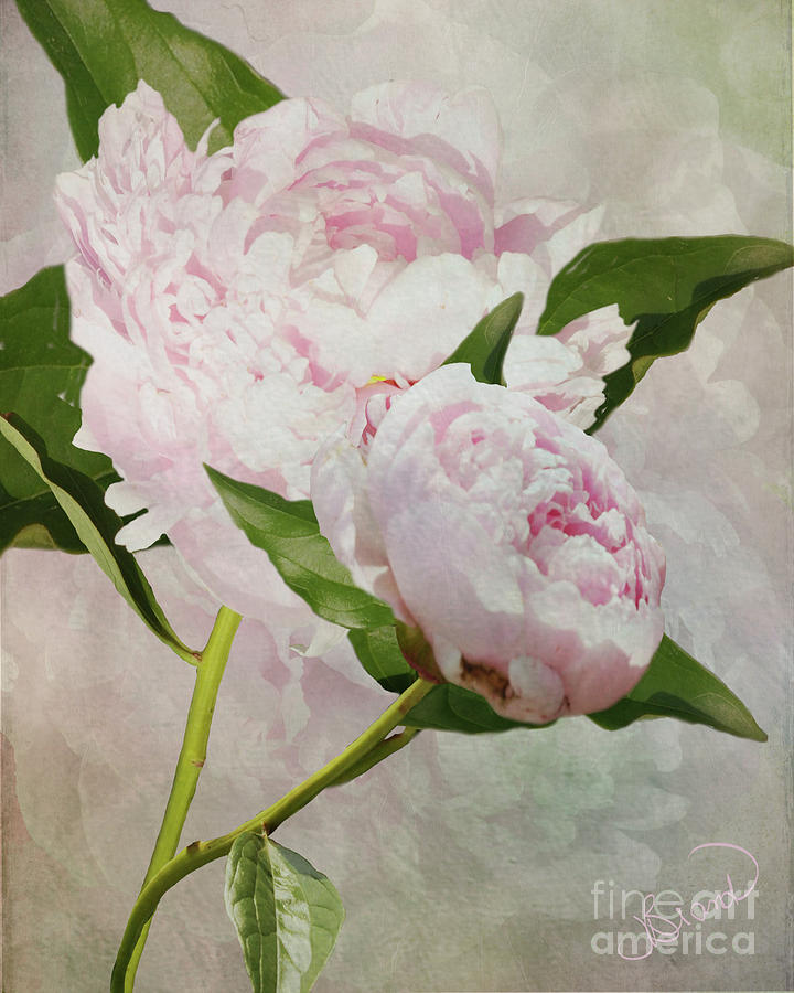 Flower Digital Art - Pastel Peonies by Judy Brand