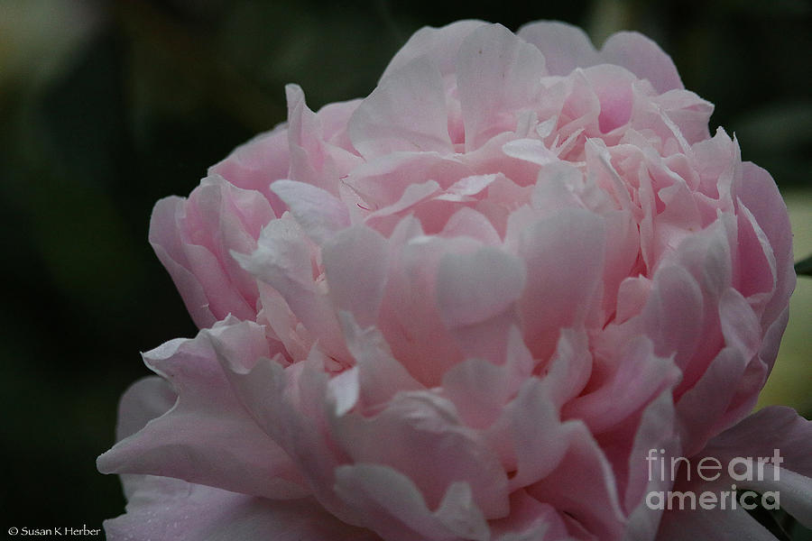 Pastel Peony Perfection Photograph by Susan Herber