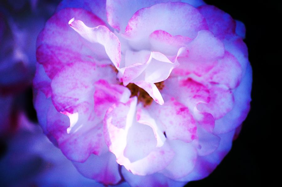 Flower Photograph - Pastel Perfect by Helen Carson