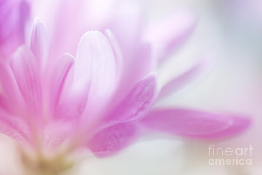 Abstract Photograph - Pastel petals by LHJB Photography