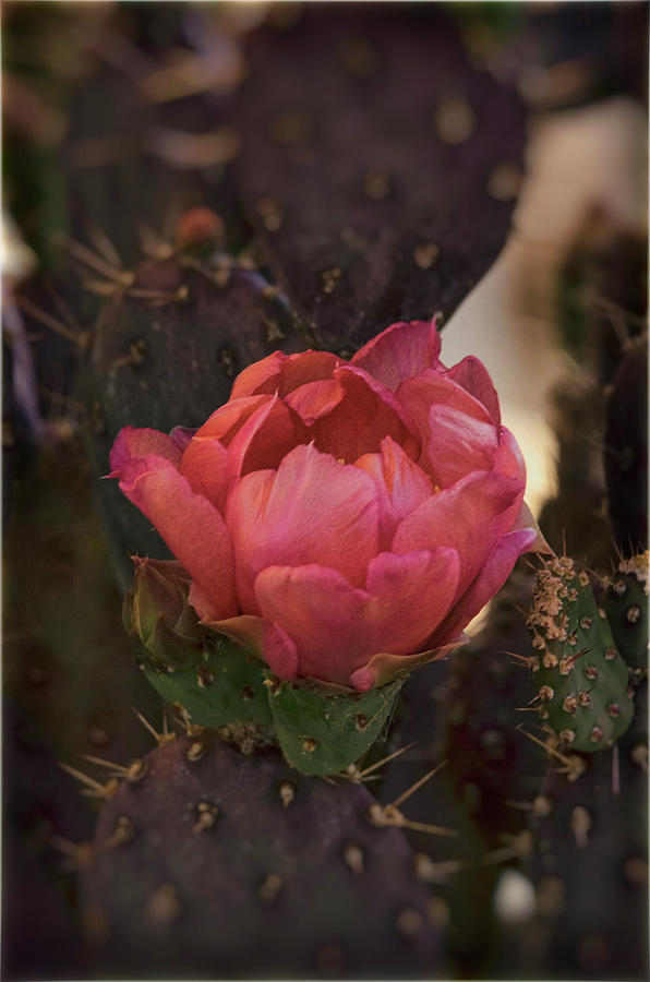 Pastel Pink Cactus Bloom  Photograph by Saija Lehtonen