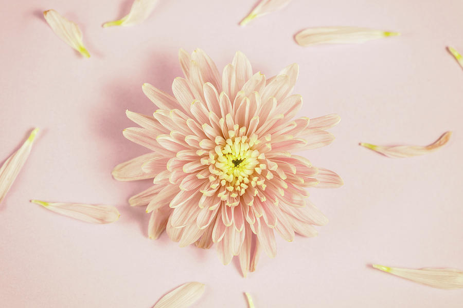 Spring Photograph - Pastel Pink chrysanthemum by Elena Seychelles