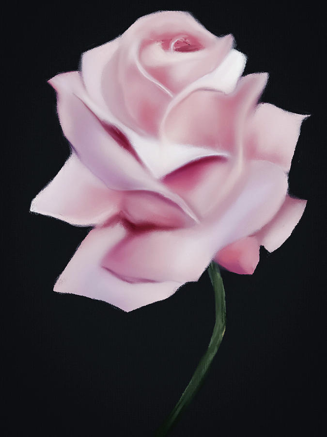 Pastel Pink Garden Rose Digital Art by Michele Koutris