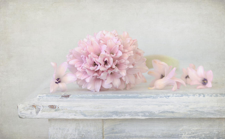 Nature Photograph - Pastel Pink Hyacinth by Kim Hojnacki
