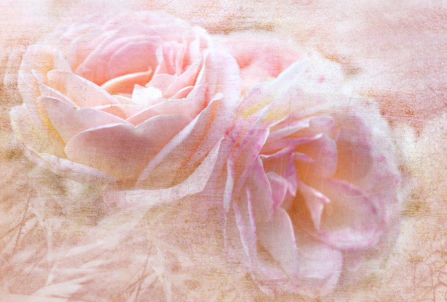 Pastel Pink Digital Art by Margaret Hormann Bfa