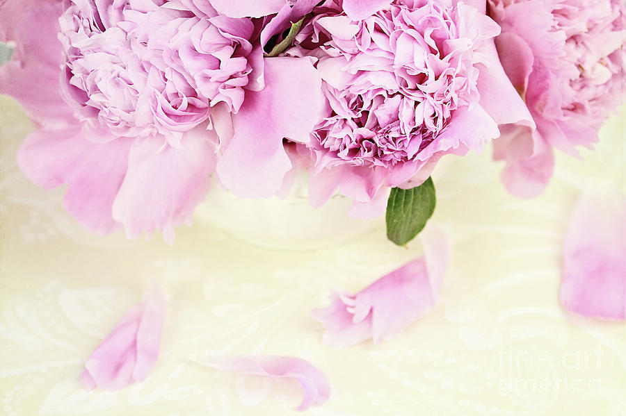 Pastel Pink Peonies  Photograph by Stephanie Frey