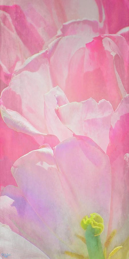 Pastel Pink Petals Photograph by Chris Lord