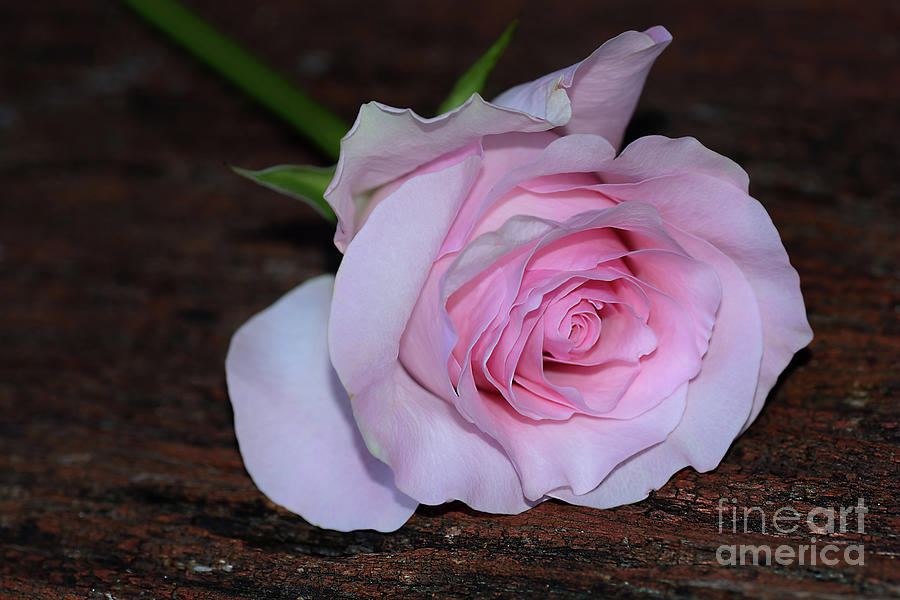 Still Life Photograph - Pastel Pink Rose by Kaye Menner by Kaye Menner