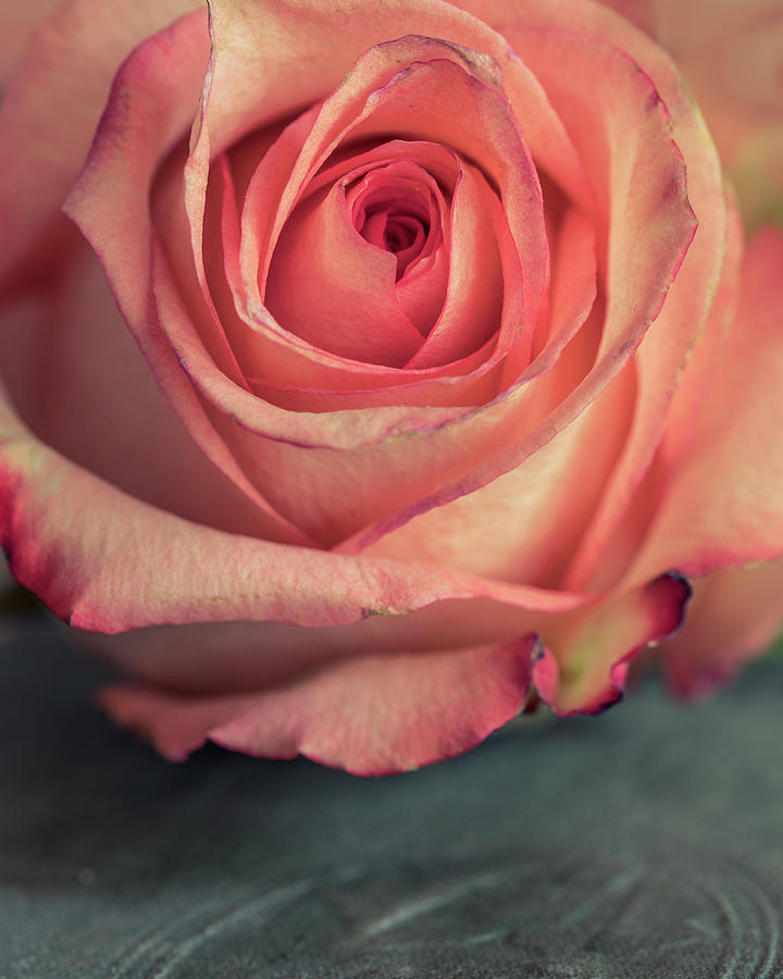 Pastel pink rose Photograph by Jaroslaw Blaminsky