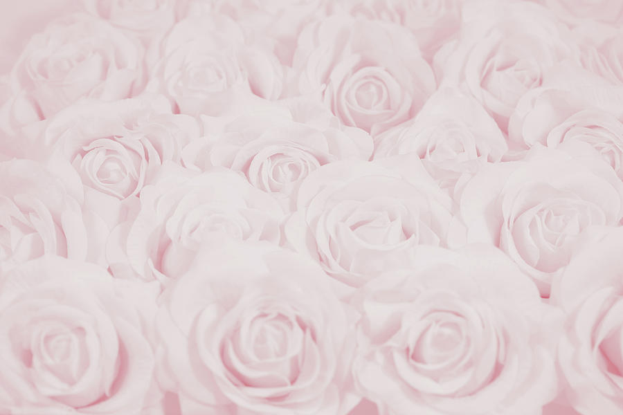 Pastel Pink Roses Photograph by Lucid Mood