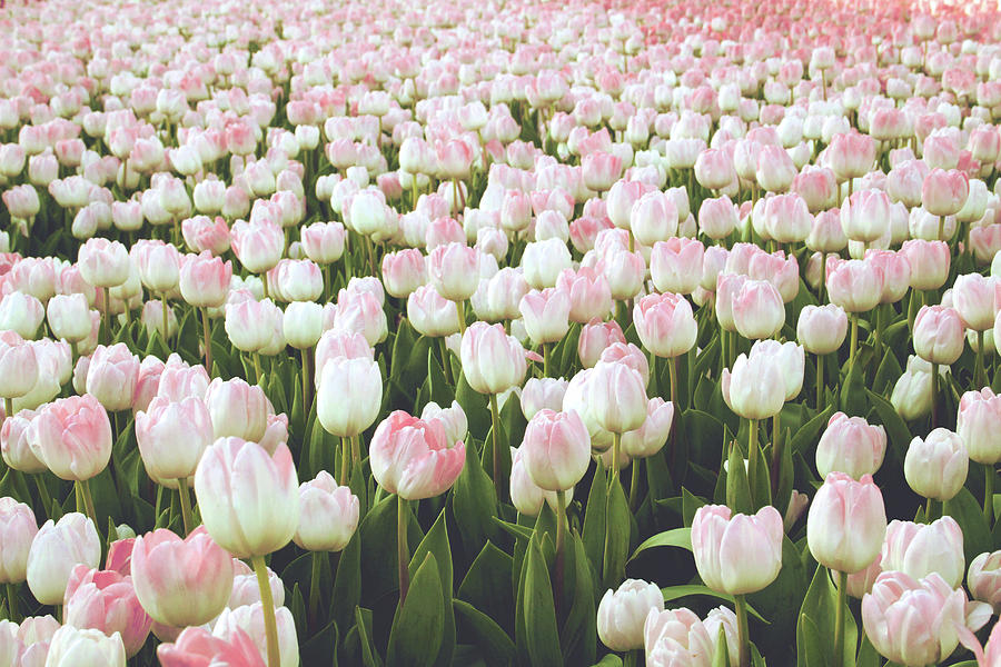 Tulip Mixed Media - Pastel Pink Tulips- Art by Linda Woods by Linda Woods