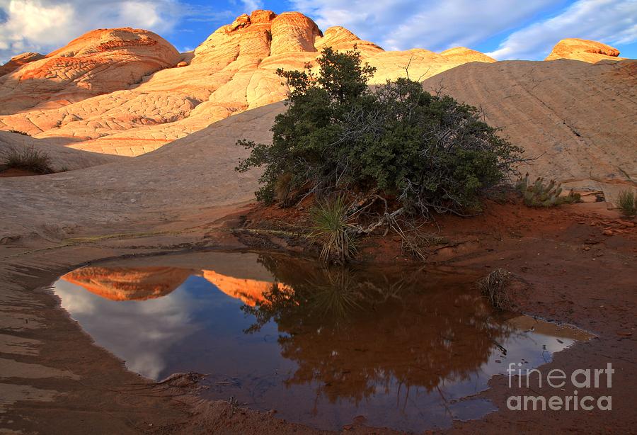 Pastel Pool Reflections Photograph by Adam Jewell