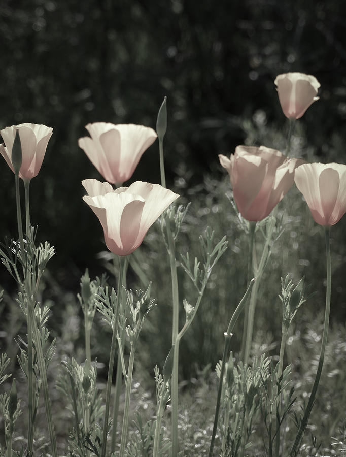 Pastel Poppies Photograph by Laurel Powell