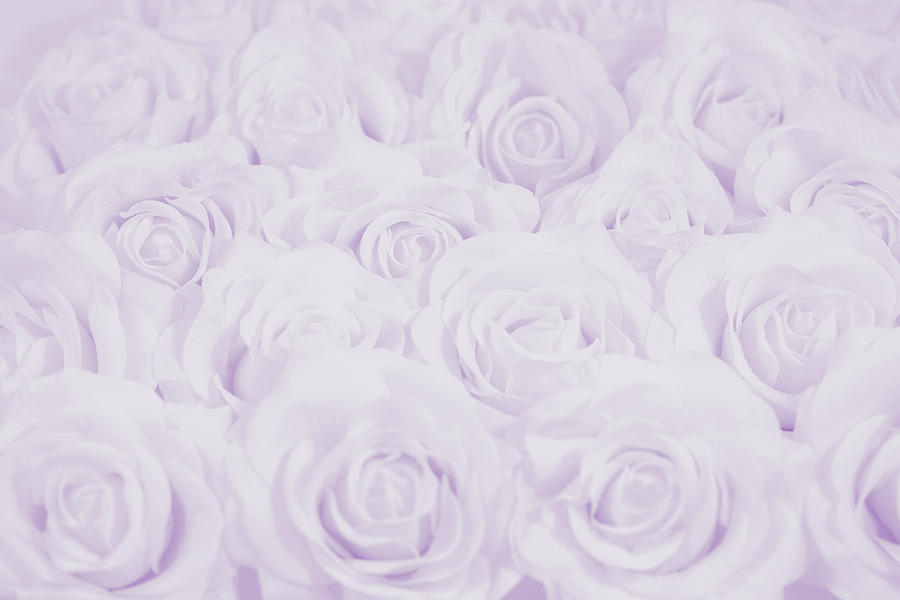Pastel Purple Roses Photograph by Lucid Mood