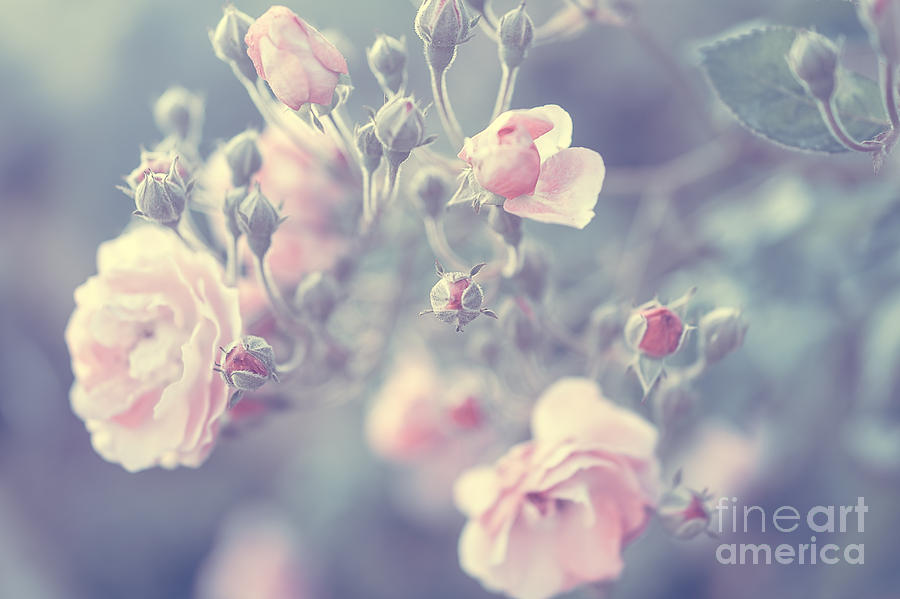 Pastel rose background Photograph by Anna Om
