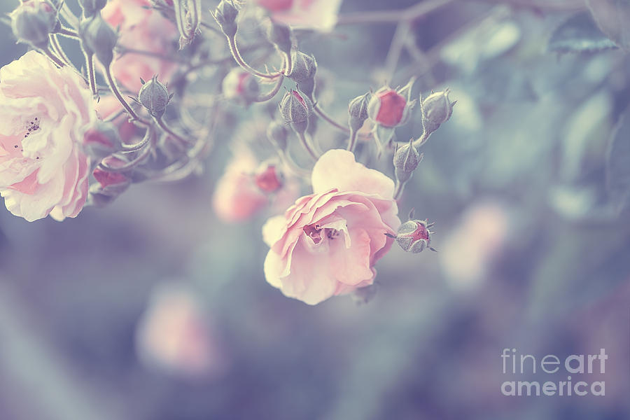 Pastel rose border Photograph by Anna Om